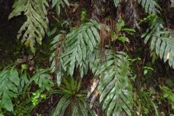 Blechnum colensoi. Strongly dimorphic fertile and sterile fronds.
 Image: L.R. Perrie © Leon Perrie CC BY-NC 3.0 NZ